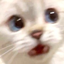 :catwhaaa: :catwhaaa: